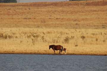 A mother horse and a foal drinking water from a lake