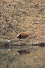 cow grazing near water