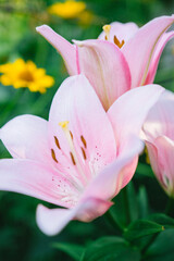 pink lily flowers close up. Photo of flowers in fine art style. Summer collection of flowers. 