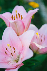 pink lily flowers close up
