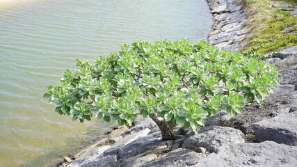 堤防沿いにはえるモンパ