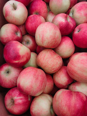 fresh red and yellow apples of the new harvest on the market counter