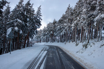 Snowy road between pine trees. Winter in the mountains