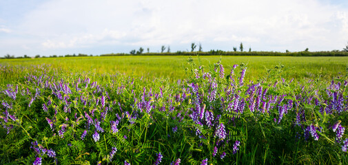 green prairie with flowers at bright summer day, rural natural background