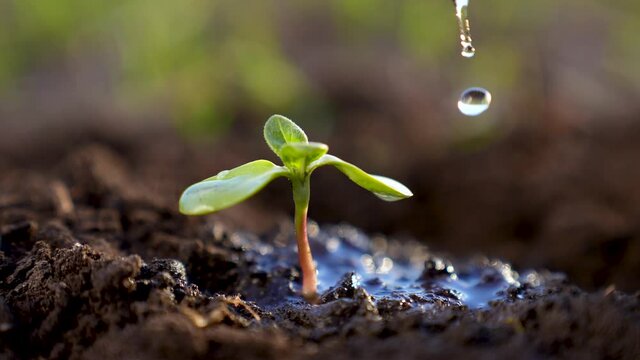 Agriculture. A farmer hand water green sprout. Green seedling in soil. Agriculture concept. Water drops, life of young sprout. Sprouted seed in fertile soil. Farmer hand waters young seedling in soil