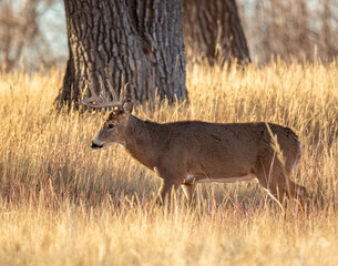 White tailed deer male(buck) walking through grass at Rocky Mountain Arsenal National Wildlife Refuge Colorado, USA