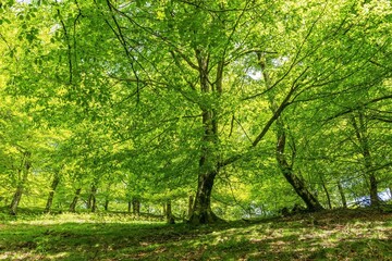 Beech with new dress