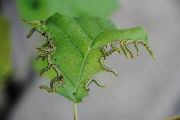 viele raupem am blat