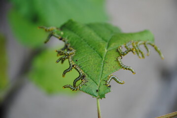 viele raupem am blat
