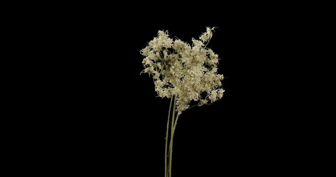 Angelica the Archangel. angelica medicinal. Field grass. Alpha channel 