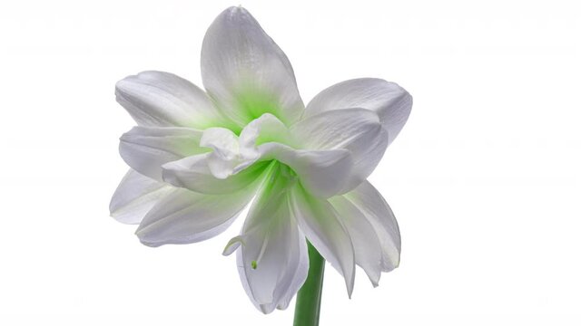 Tmelapse white Amaryllis Hippeastrum flower opening on white background. Wedding, Valentines Day, Mothers Day concept. Holiday, love, birthday design backdrop