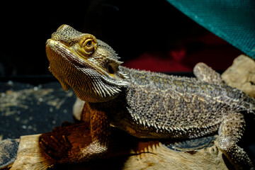 Pet Bearded Dragon Lizard
