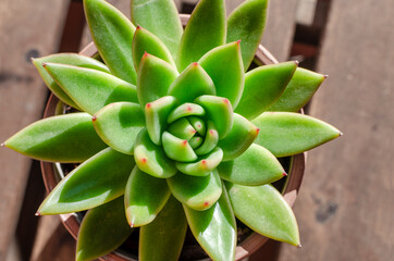 Top view of a succulent plant called Echeveria agavoides Red tip on a wooden table.