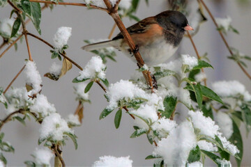 Dark-eyed Junco Perched in Snow