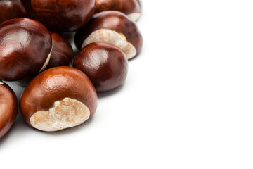chesnut and isolated white background