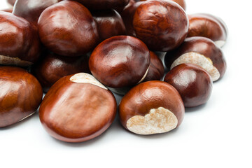 chesnut and isolated white background