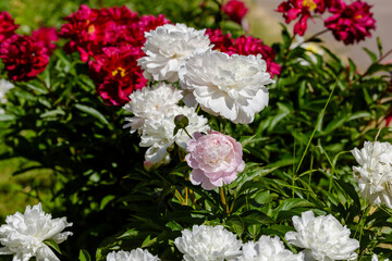  White flower of peony Snow Cloud in spring garden
