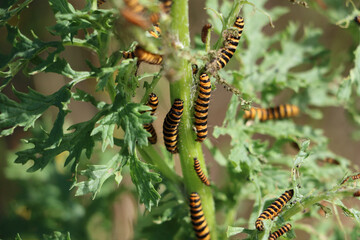 Caterpillars 
