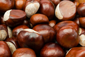 chesnut and isolated white background
