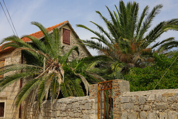 Naturalnie rosnące duże stare palmy w Chorwacji w miejscowości Vrboska - obrazy, fototapety, plakaty