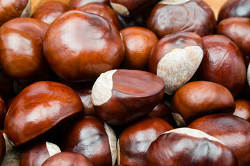 chesnut and isolated white background