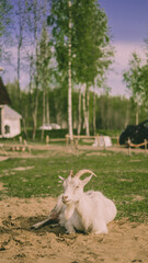 Cute white domestic goat in the farm lies on a grass