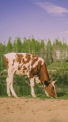 brown and white cow eats grass on the meadow 