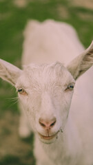 tender goat in the meadow looks right at the camera, close-up
