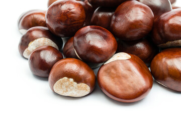 chesnut and isolated white background