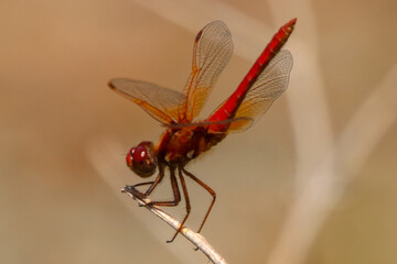 Red Dragon Fly