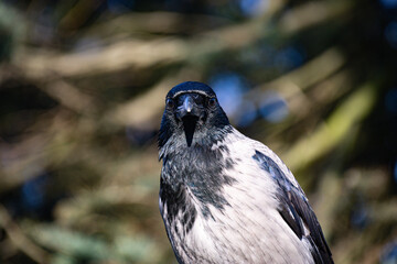 crow on the ground, close up