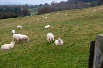 Obraz premium Sheep grazing on Sugar Loaf in the Brecon Beacons