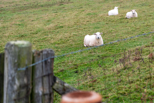 Sheep Grazing On Sugar Loaf In The Brecon Beacons