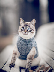 Portrait of a Thai cat in a sweater on a park bench.