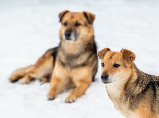 Two brown dogs in the winter in the snow