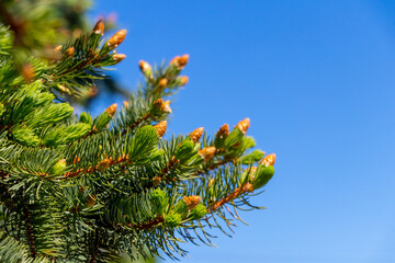 Green spruce branches with young cones on a background of blue sky