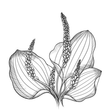 recommend clip art: blooming black and white graphic plantain sketch isolated
