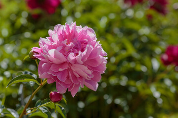 Pink flower of peony in spring garden close up