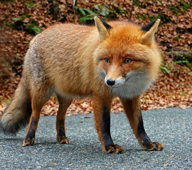 Portrait of a red fox (Vulpes vulpes) in the outdoors 