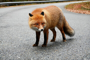 Portrait of a red fox (Vulpes vulpes) in the outdoors 