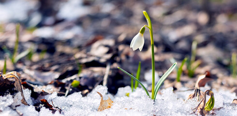 White gentle snowdrop among melted snow and dry leaves in sunny weather. Panorama