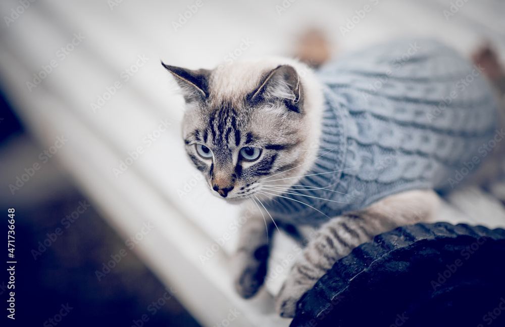 Wall mural portrait of a thai cat in a sweater on a park bench.