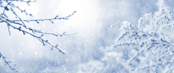Winter Christmas and New Year background with snow-covered plants during a snowfall