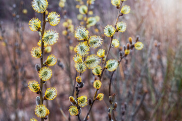 Willow branches with fluffy catkins in sunny weather