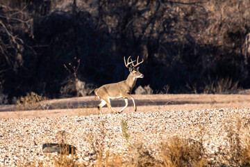 Male Deer in Llano River in Llano, Texas.