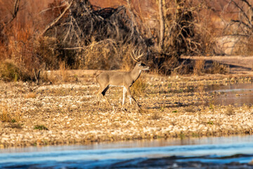 Obraz na płótnie Canvas Male Deer in Llano River in Llano, Texas.