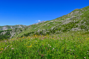 Ftan, Alpe Laret, Wanderweg, Blumenwiese, Alpenkräuter, Alpenblumen, Unterengadin, via Engiadina, Alpen, Engadin, Innschlucht, Inn, Fluss, Graubünden, Sommer, Schweiz