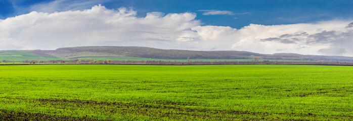 Fototapeta na wymiar Green field with wheat crops and picturesque sky with white clouds