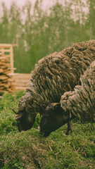 sheep in the field eats a farm grass