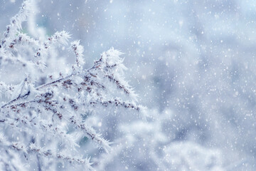 Branches of plants covered with snow and frost on a blurred background during a snowfall